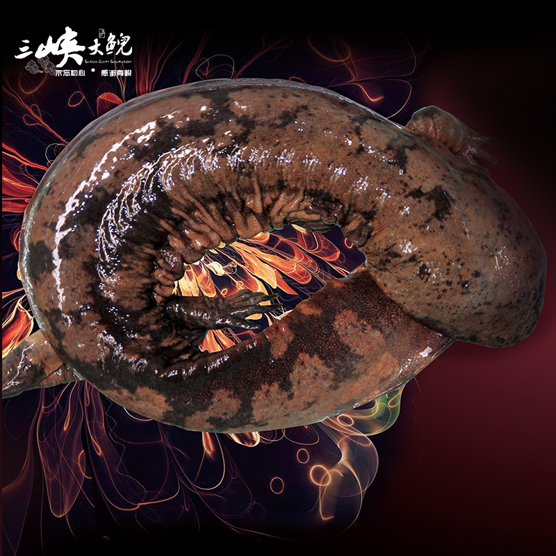 【有機(jī)認(rèn)證】長(zhǎng)生走魚來(lái)自三峽庫(kù)區(qū)無(wú)人區(qū)和涵養(yǎng)區(qū)（長(zhǎng)生灣年產(chǎn)60萬(wàn)尾，長(zhǎng)生淀年產(chǎn)60萬(wàn)尾）