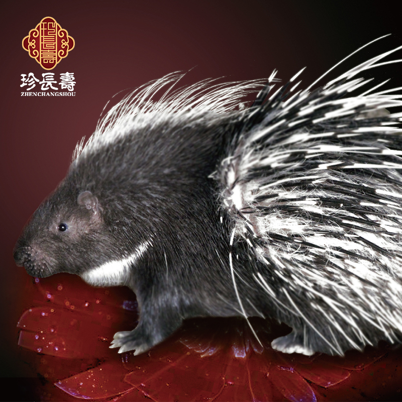 【有機(jī)認(rèn)證】周身是寶，不是豬的“豬”（長(zhǎng)生淀基地年產(chǎn)量1萬(wàn)頭）