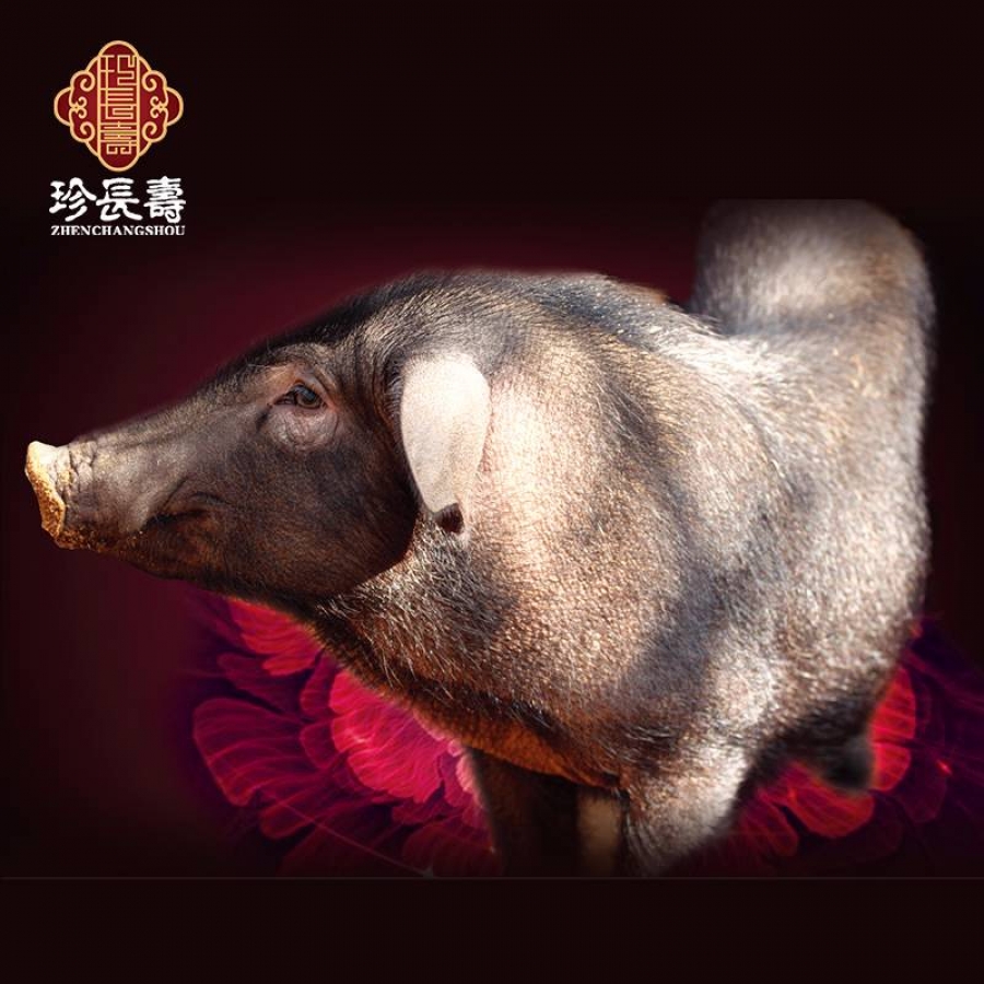 【有機(jī)認(rèn)證】比羊吃草還多的豬，真正的食草豬（長(zhǎng)生淀年產(chǎn)3萬(wàn)頭）